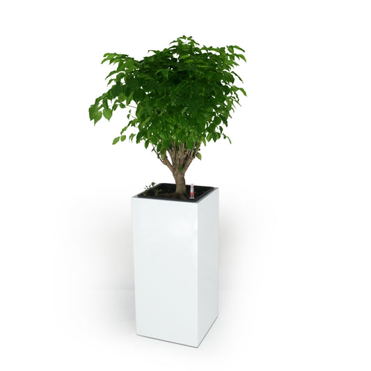 13" Composite Self-watering Square Planter Box - High - White
